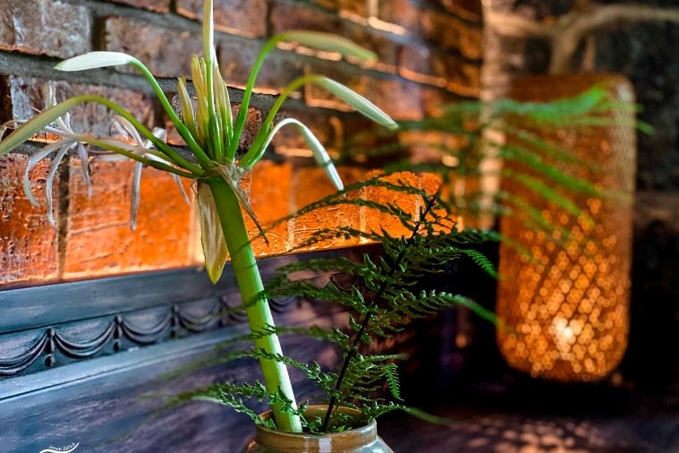 Sunset Valley Bungalow